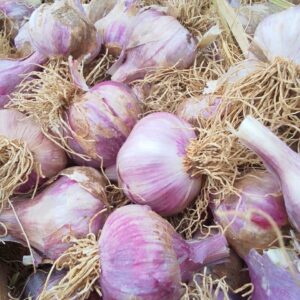 garlic