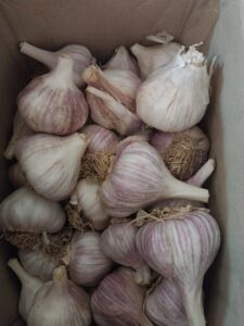 The Pikani Harvest garlic for consumption and planting