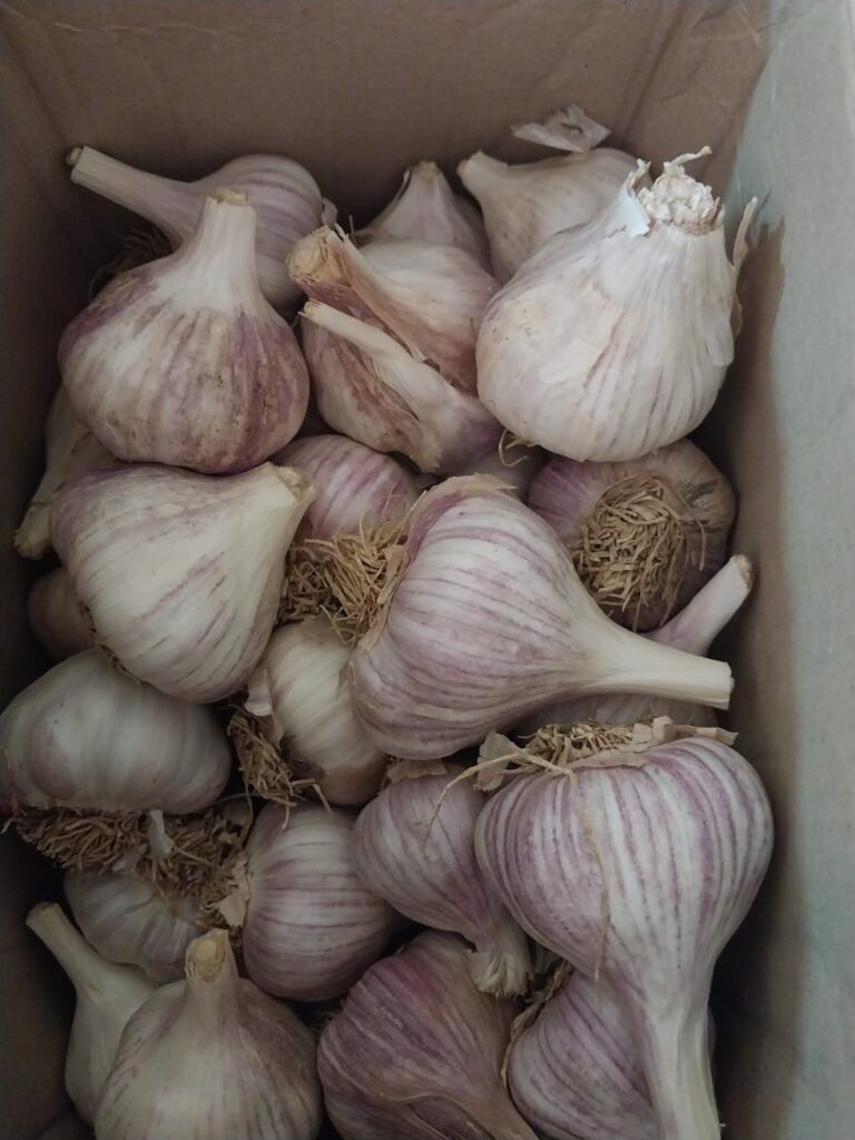 Home The Pikani Harvest garlic for consumption and planting
