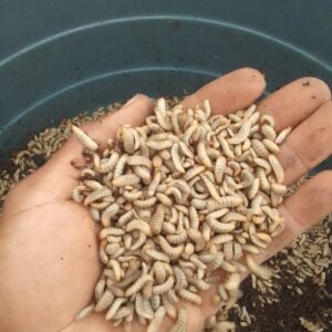 black soldier fly larvae (live)