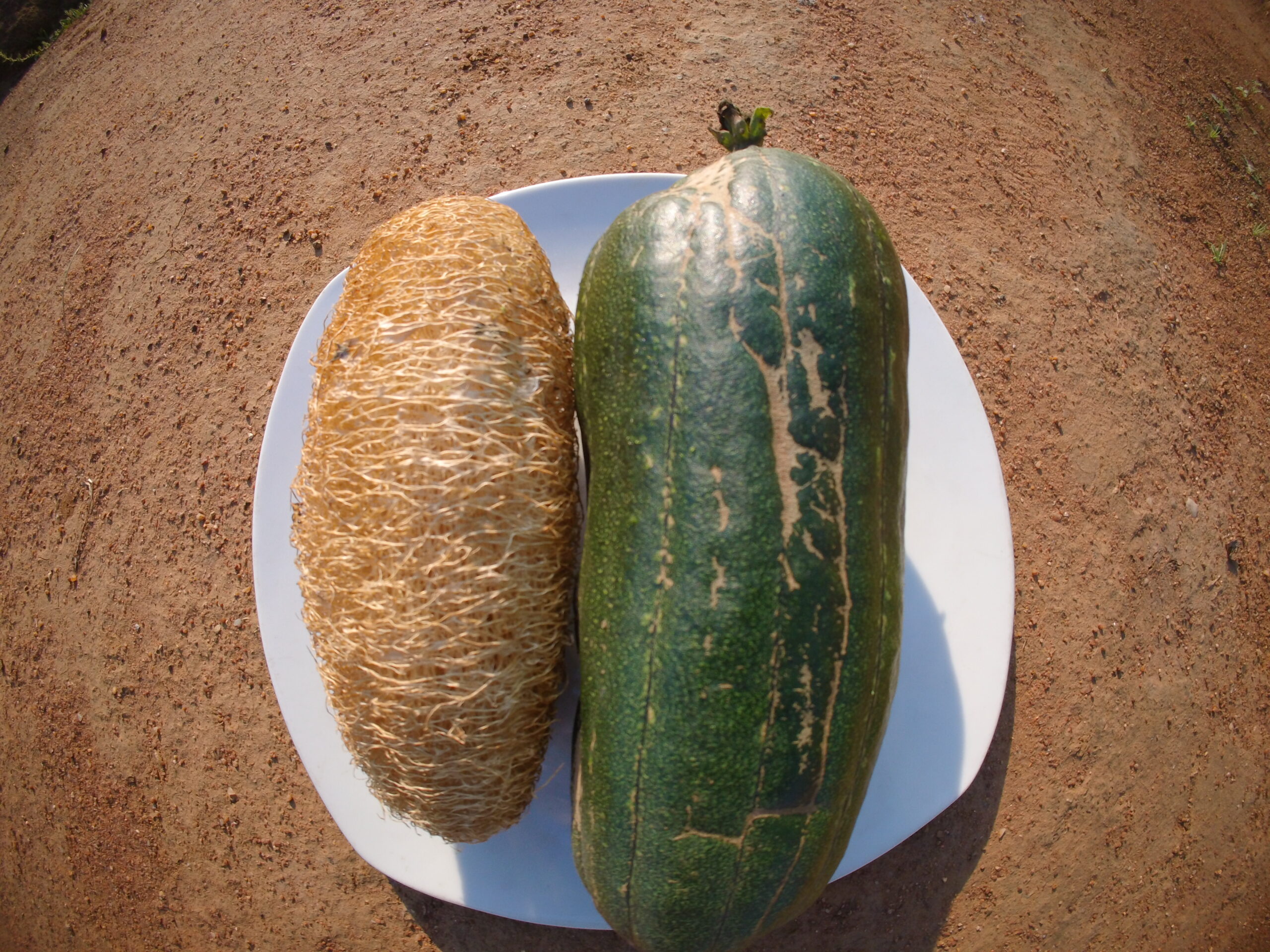 loofah seeds loofah seeds